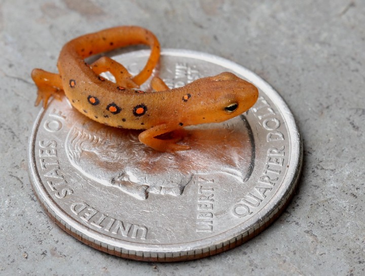 Red-spotted Newt